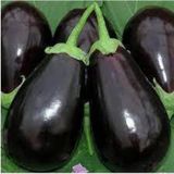 10 Adet Tohum Adana Dolmalik Patlican Tohumu Kurutmalik Dolmalik Topak Patlican Surpriz Hediye Tohum