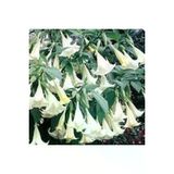 10 Adet Tohum Angel Trumpet Cicegi Tohum Melek Borazani Cicegi Tohum Tohum Saksi Toprak