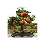 10 Adet Tohum Bodur Bonsai Elma Agaci Bonzai Tohumu Surpriz Bonsai Agac Tohum