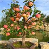 10 Adet Tohum Bodur Bonsai Elma Agaci Bonzai Tohumu Surpriz Hediye Bonsai Agaci Tohumu