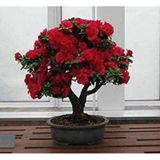 10 Adet Tohum Bodur Bonsai Kirmizi Gul Agaci Bonzai Tohumu Saksi Toprak Hediyemizdir