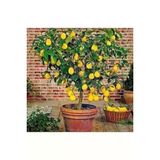 10 Adet Tohum Bodur Bonsai Limon Agaci Tohumu Italyan Limon Seti Saksi Toprak Surpriz Hediye Tohum