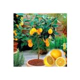 10 Adet Tohum Bodur Bonsai Limon Agaci Tohumu Italyan Limon Seti Saksi Toprak Surpriz Hediyeli
