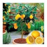 10 Adet Tohum Bodur Bonsai Limon Agaci Tohumu Italyan Limon Seti Saksitoprak Supriz Heidye Tohumlu