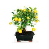 10 Adet Tohum Bodur Bonsai Limon Ağacı Tohumu