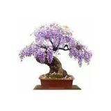 10 Adet Tohum Bodur Jakaranda Bonsai Agaci Tohumu Saksi Toprak Supriz Hediye Bonsai Agaci Tohumu