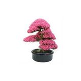 10 Adet Tohum Bodur Pembe Erguvan Bonzai Ağac Ekim Seti Saksı Toprak Süpriz Hediye Bonsai Tohumu