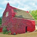 10 Adet Tohum Cok Nadir Bulunan Kirmizi Amerika Samasik Tohumu Saksi Toprak