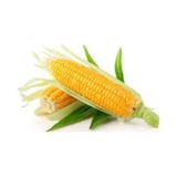 10 Adet Tohum Eko Paket Sut Misirsut Misir Tohumu Dari Tohumu Misir Tohumu Hediye Tohumlu