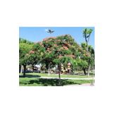 10 Adet Tohum Gulibrisim Agaci Tohum Gulibrisim Tohum Supriz Hediye Bonsai Agaci Tohumla
