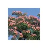 10 Adet Tohum Gulibrisim Agaci Tohum Gulibrisim Tohum Surpriz Hediye Bonsai Agaci Tohumla