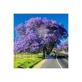 10 Adet Tohum Jakaranda Dev Jakaranda Agaci Tohumu Surpriz Hediye Bonsai Agaci Tohumu