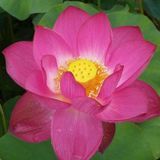 10 Adet Tohum Kırmzı Lotus Su Çiçeği Lotus Nilüfer Çiçek