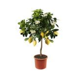 10 Adet Tohum Nadir Bodur Bonsai Sari Limon Agac Tohumu Organik Yeni Tohum Saksi Toprak Hediye