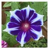 10 Adet Tohum Nadir Bulunan Ipomea Purpurea Cicegi Tohumu