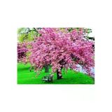 10 Adet Tohum Nadir Bulunan Japon Pembe Sakura Ağaç Ağacı Tohumu Hediye Tohumlu