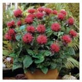 10 Adet Tohum Nadir Bulunan Kirmizi Bergamot Cicegi Tohumu Saksi Surpriz Hediye