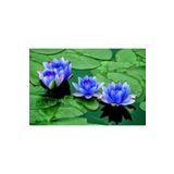 10 Adet Tohum Nadir Bulunan Mavi Lotus Cicegi Tohumu Lotus Su Cicegi Tohumu Nilufer Cicegi Tohumu