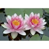 10 Adet Tohum Nadir Bulunan Pembe Lotus Cicegi Tohumu Lotus Su Cicegi Tohumu Nilufer Cicegi Tohumu