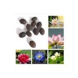 10 Adet Tohum Nadir Karışık Lotus Su Çiçeği Nilüfer Tohumu