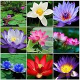 10 Adet Tohum Nadir Karışık Lotus Su Çiçeği Tohumu Nilüfer Çiçekl