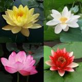 10 Adet Tohum Nadir Kutsal Lotus Çiçeği Tohumu Hediye Tohumlu