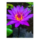 10 Adet Tohum Nadir Mor Lotus Çiçeği Tohumu Tropikal İthal Mor Lotus Çiçeği Tohumu