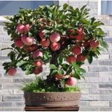 10 Adet Tohum Organik Hobi Bahce Elma Bonsai Agac Tohumu Saksi Toprakli