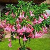 10 Adet Tohum Pembe Angel Trumpet Cicegi Meleklerin Borazani Cicegi Tohumu
