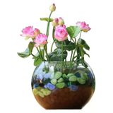 10 Adet Tohum Pembe Japon Lotus Çiçeği Nilüfer Su Zambağı Tohumları Hint