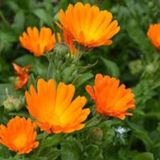 10 Adet Tohum Portakal Nergizi Çiçeği Tohumu Aynı Nergis Çiçeği S
