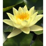 10 Adet Tohum Sarı Lotus Çiçeği Tohumu Nilüfer Su Çiçeği Tohum