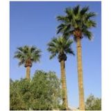 10 Adet Tohum Washingtonia Rabusta Palmiye Tohumu