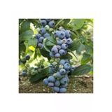 10 Adet Tohum Yaban Mersini Tohumu Blueberry Tohumu Surpriz Hediye Tohumu