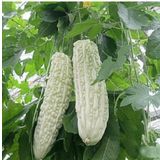 10 Adet White Large Bitter Kavun Tohumu