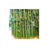 10 Adet Yeşil Bambu Ağaç Tohumu Moso Bambu Tohumu Saksı Toprak Sürpriz Hediye Sebze Tohumu