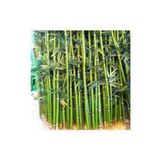 10 Adet Yesil Bambu Agac Tohumu Orjinal Moso Bambu Tohumu Saksi Toprak Surpriz Hediye Sebze Tohumu
