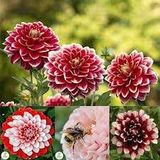 10 Adet Yıldız Çiçeği Tohumu Karışık Dahlia Yıldız Çiçek Tohumu Sürpriz Hediye Tohumludur