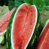 10+ Allsweet Çok Tatlı Karpuz Tohumu N11.5680