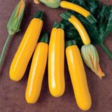 10+ Geleneksel Zucchini Sarı Kabak Tohumu