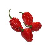 10+ Kırmızı Habanero Dünyanın En Acı Biber Tohumu N113194