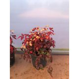 10 'lu Cennet bambusu-Nandina fidan paketi