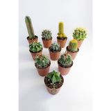10 lu Kaktüs Set - Özel Türler - 5.5 cm Saksıda