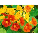 10+ Nasturtium Latin Çiçeği Tohumu Karışık Renk Çiçekli