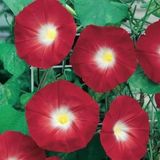 10+ Sabah Sefası- Scarlet Ohara Sarmaşık Tohumu N11.658