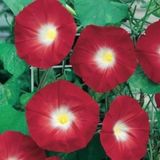 10+ Sabah Sefası Scarlet Ohara Sarmaşık Tohumu N11659