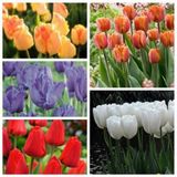 100 Adet 10 Farklı Mix Tulip Seed Lale Tohumu + 10 Adet Hediye K.renk Antoryum Çiçek Tohumu Dtlale0001976