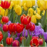 100 Adet 10 Farklı Mix Tulip Seed Lale Tohumu + 10 Adet Hediye K.renk Antoryum Çiçek Tohumu Dtlale0001992