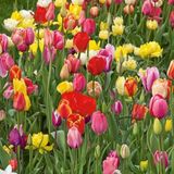 100 Adet 10 Farklı Mix Tulip Seed Lale Tohumu + 10 Adet Hediye K.renk Antoryum Çiçek Tohumu Dtlale0002024