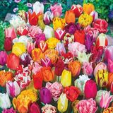 100 Adet 10 Farklı Mix Tulip Seed Lale Tohumu + 10 Adet Hediye K.renk Antoryum Çiçek Tohumu Dtlale0002036